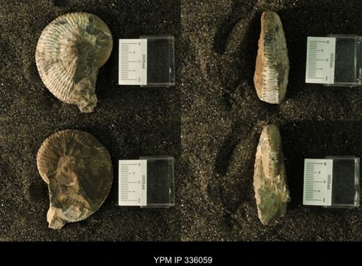Discoscaphites sp.
