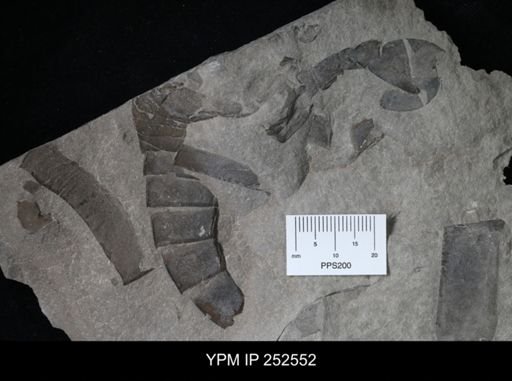 undet. Eurypterida