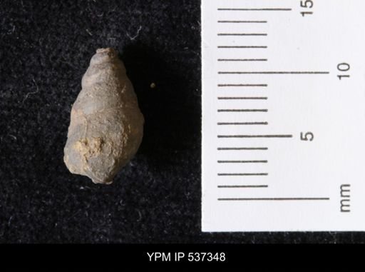 Goniobasis ortmanni