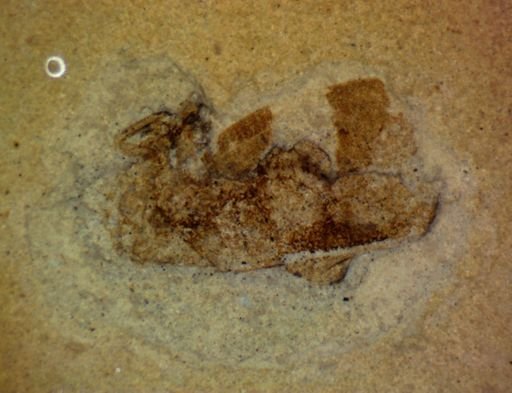 undet. Hemiptera