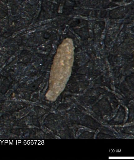 Miliammina manitobensis