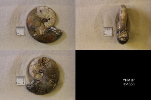Hoploscaphites nicolletii