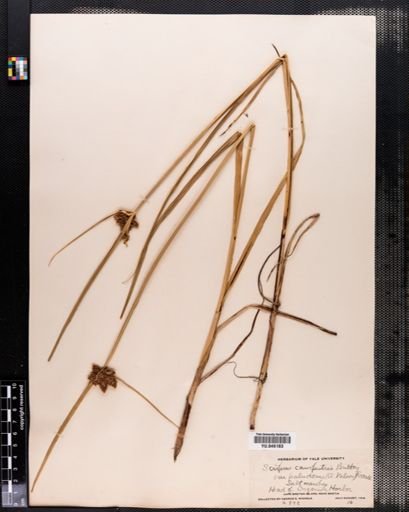 Scirpus paludosus