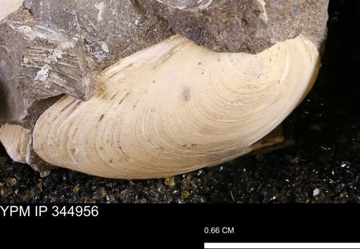 Limopsis striatopunctatus