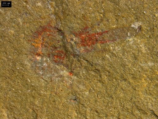 undet. Lobopodia