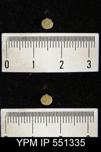 Rhipidomella hybrida