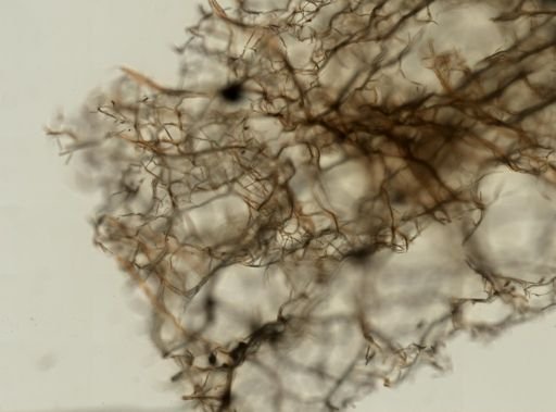 Callyspongia vaginalis