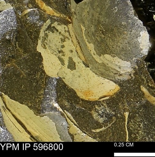 undet. Bivalvia