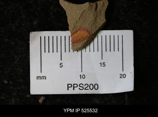undet. Synziphosurina