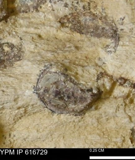 Teredo sp.