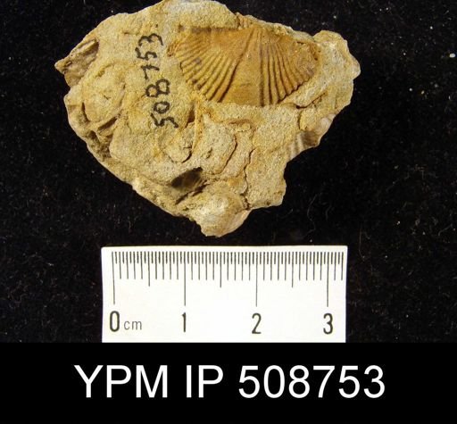 Cyrtospirifer sulcifer?