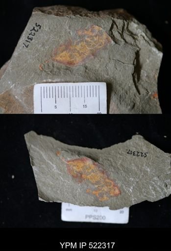 undet. Arthropoda