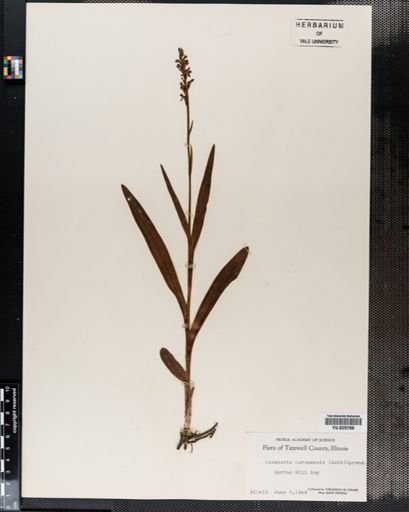 Habenaria