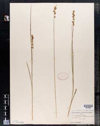 Carex stellulata