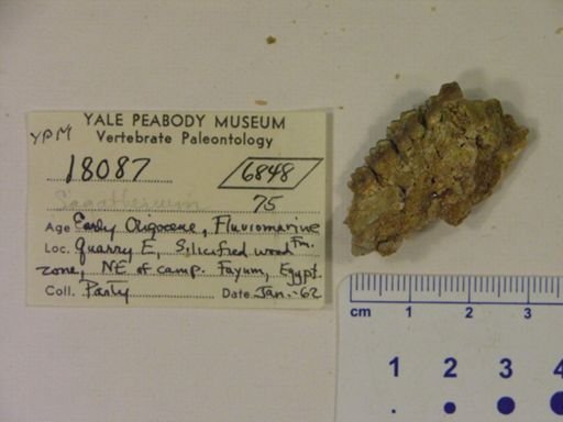 Saghatherium sp.