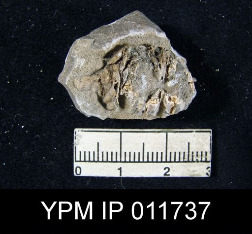 Marginifera wordensis