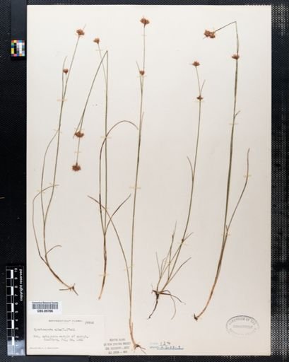 Rhynchospora alba