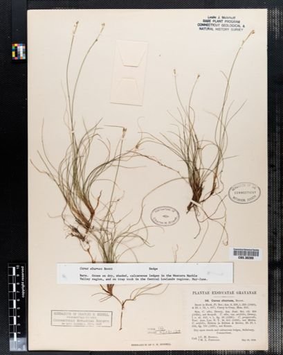 Carex eburnea