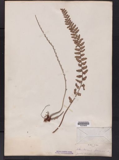 Notholaena