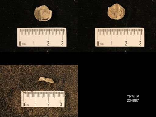 Marginifera fragilis