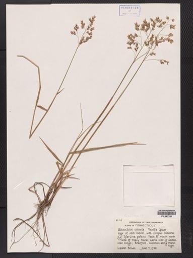 Anthoxanthum hirtum