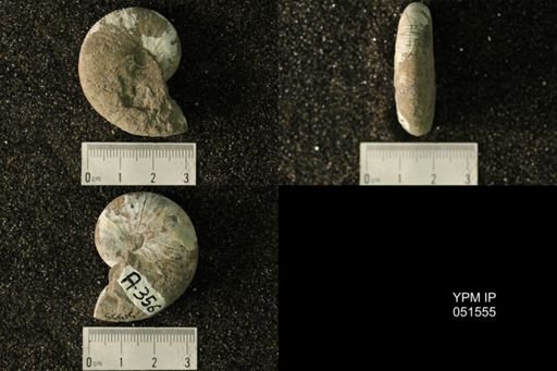 Hoploscaphites nicolletii