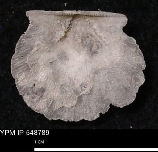 Stropheodonta perplana