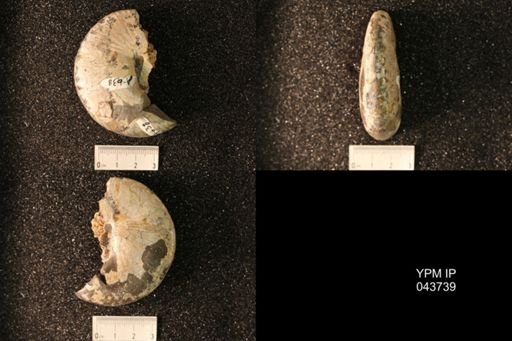 Hoploscaphites nicolletii