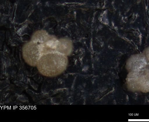 undet. Foraminiferida