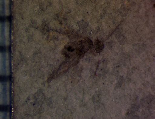 Aphididae?