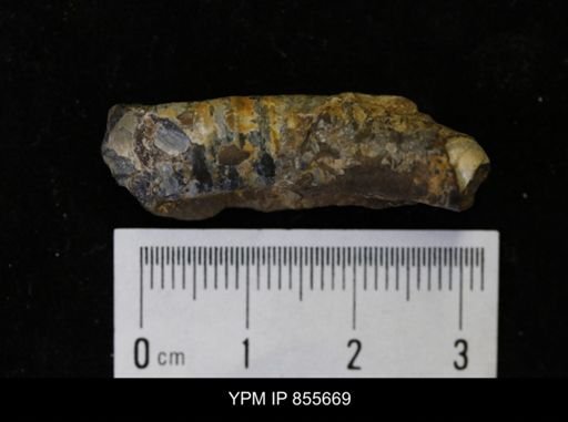 undet. Teredinidae