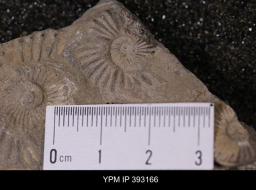 undet. Scaphitidae
