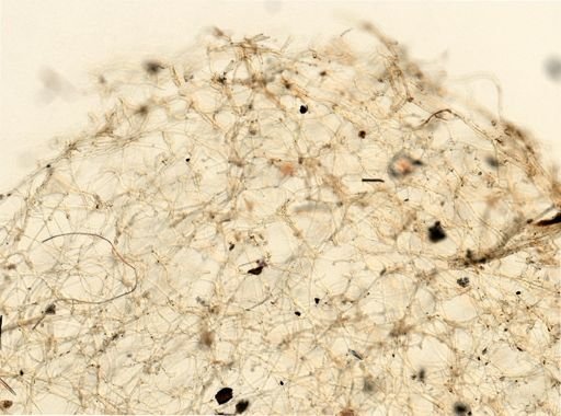 Smenospongia cerebriformis