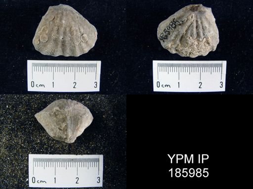 Meekella striatocostata