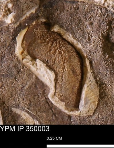 undet. Gastropoda