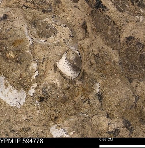 Protocardia sp.