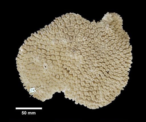 Galaxea sp.