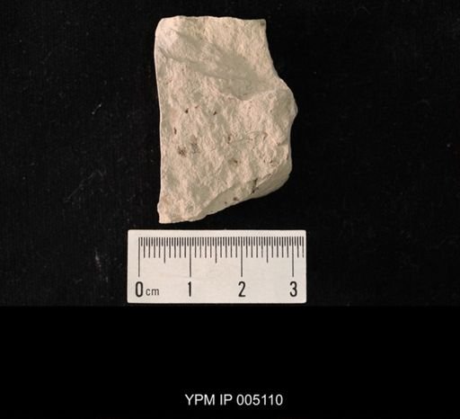 Psocidium minimum