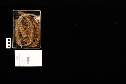 Morelia spilota