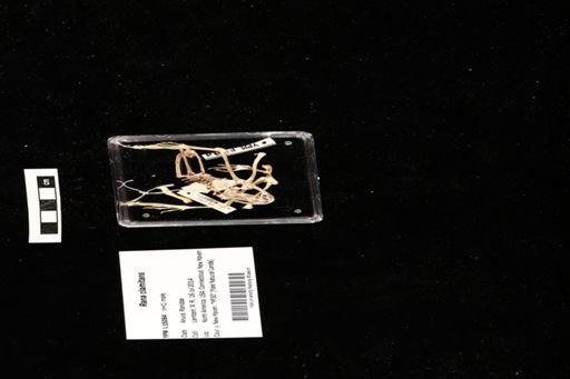 Rana clamitans