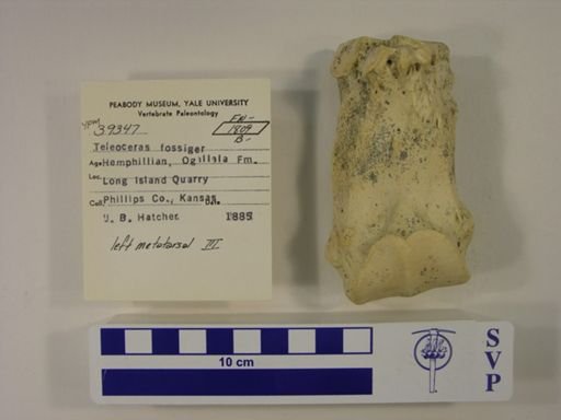 Teleoceras fossiger