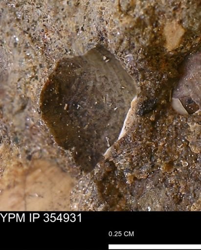 Limopsis sp.
