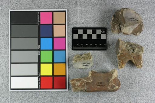 Metamynodon planiceps