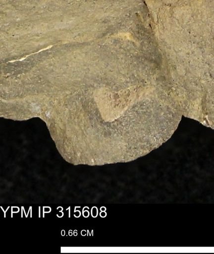 Baculites eliasi