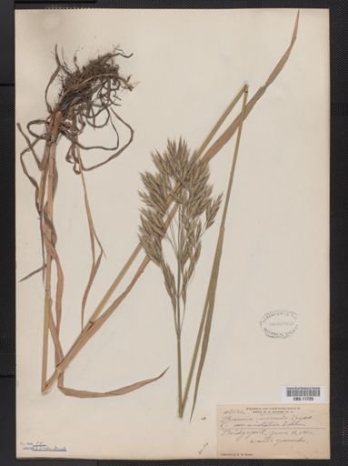 Bromus inermis
