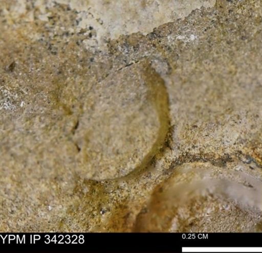 undet. Bivalvia