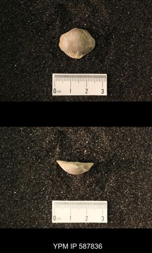 Orthida