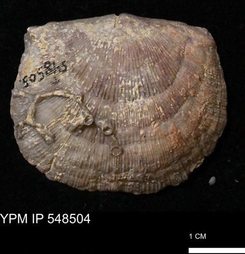 Stropheodonta callawayensis