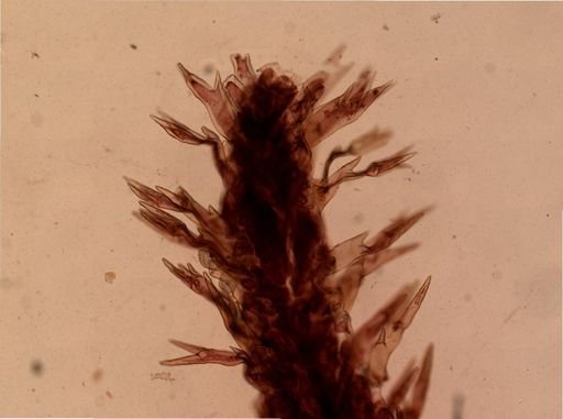 Flustrellidra corniculata
