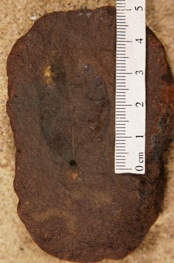 Plantae